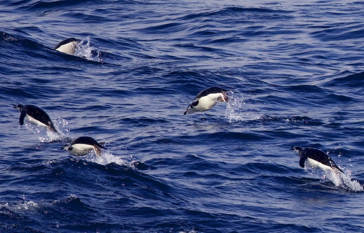 Chinstrap Penguin - Tom McIntosh