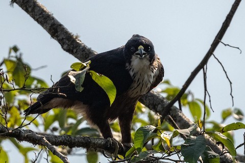 Rufous-bellied Eagle - ML545424311