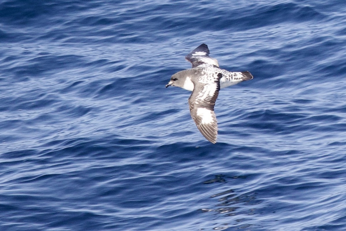 Cape Petrel - ML545424421