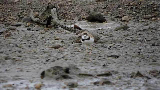 Schlankschnabel-Regenpfeifer - ML545424551