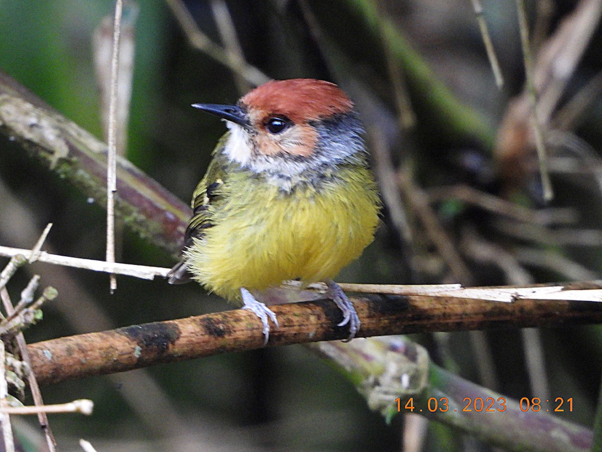 Rufous-crowned Tody-Flycatcher - Mauricio Ruano