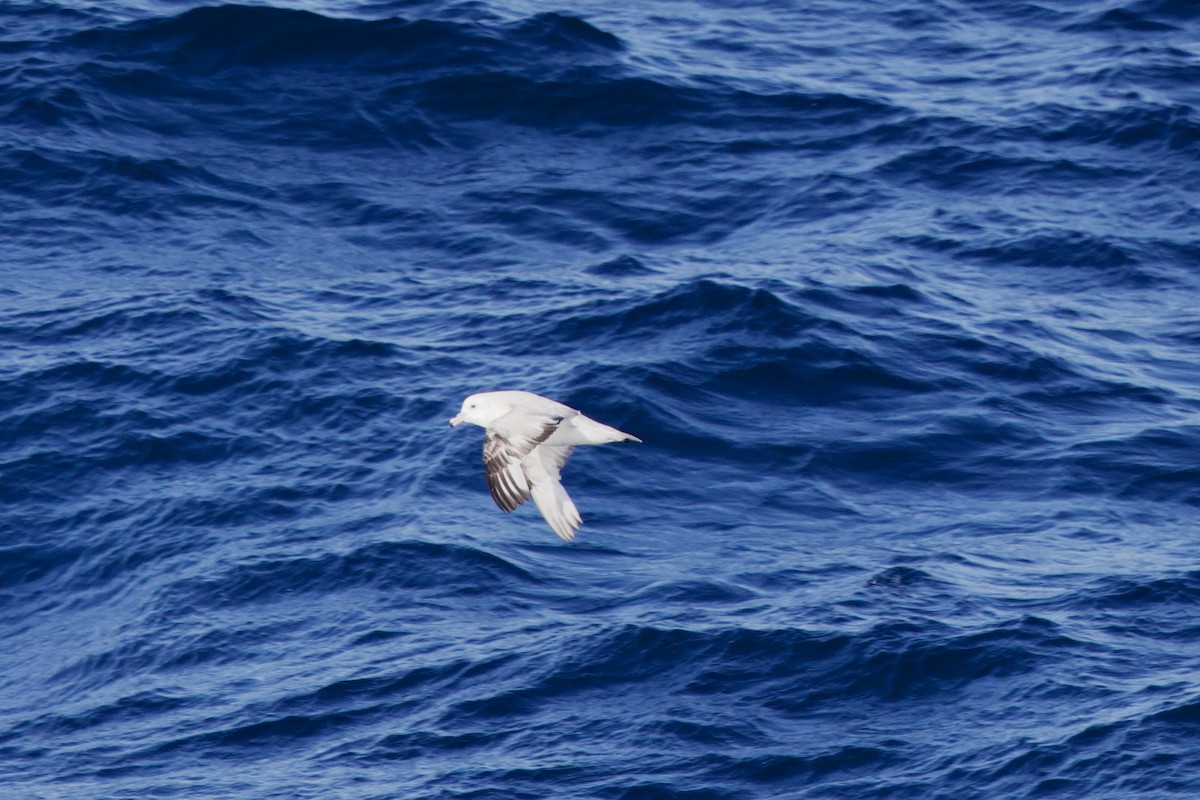 Southern Fulmar - ML545424631