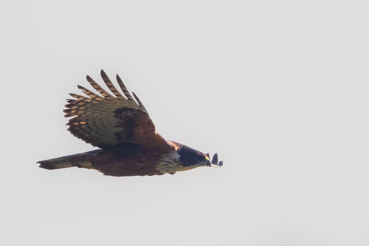 Rufous-bellied Eagle - ML545424661