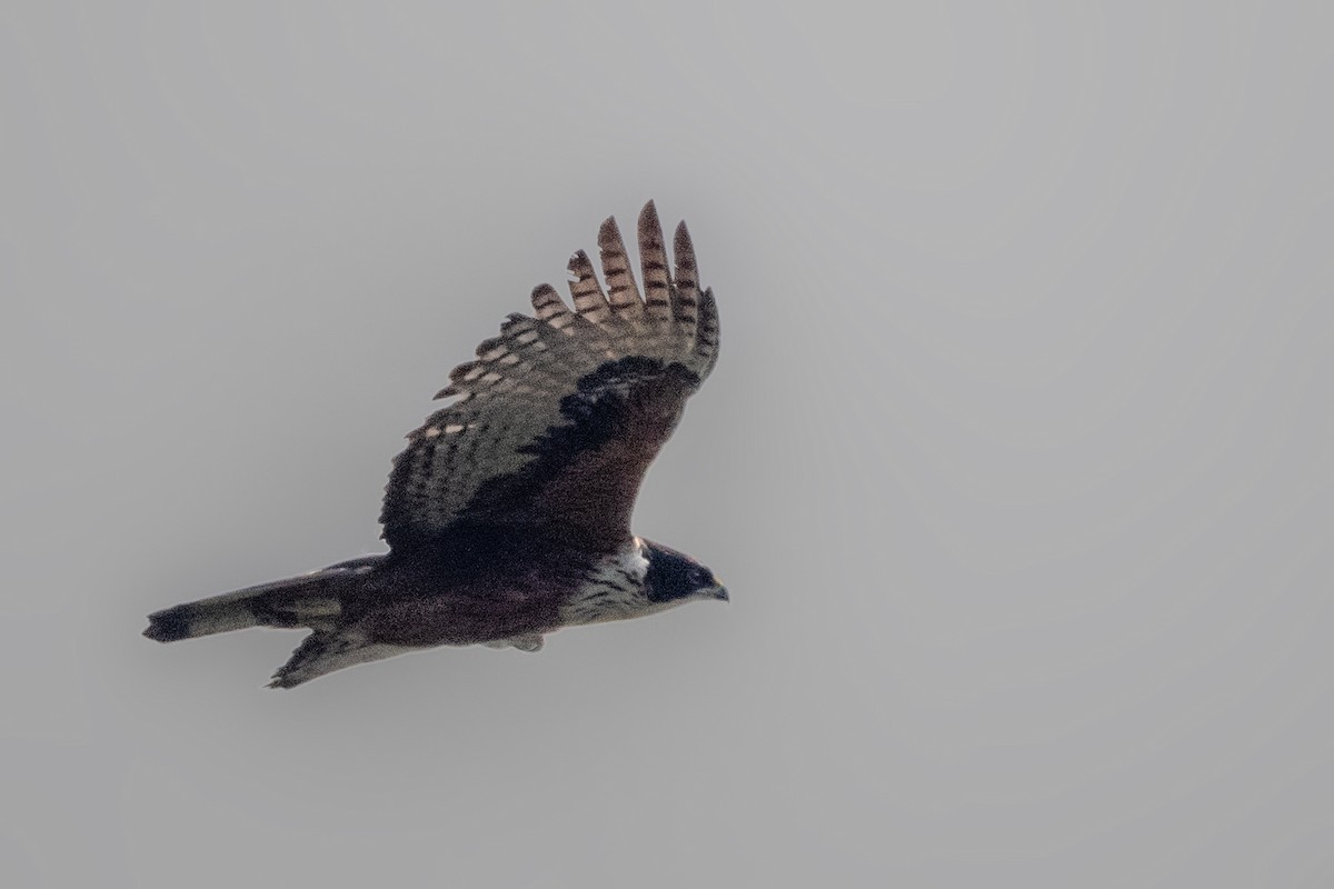 Rufous-bellied Eagle - ML545424681