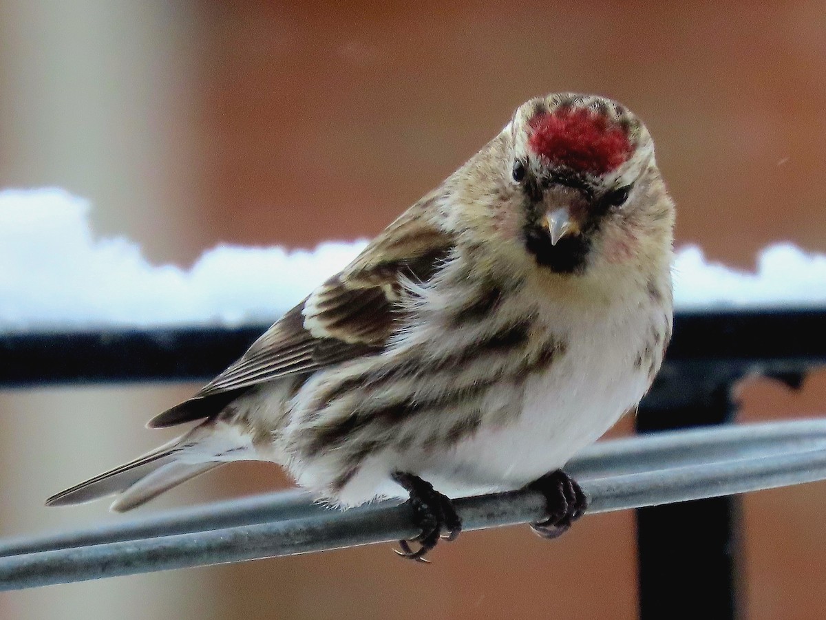 Redpoll (Common) - ML545424901
