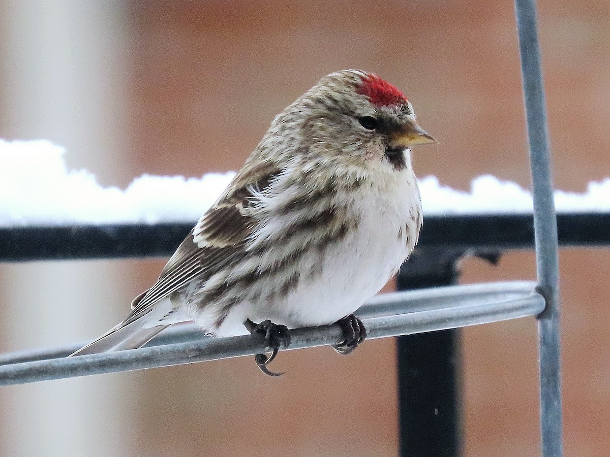 Redpoll (Common) - ML545424911