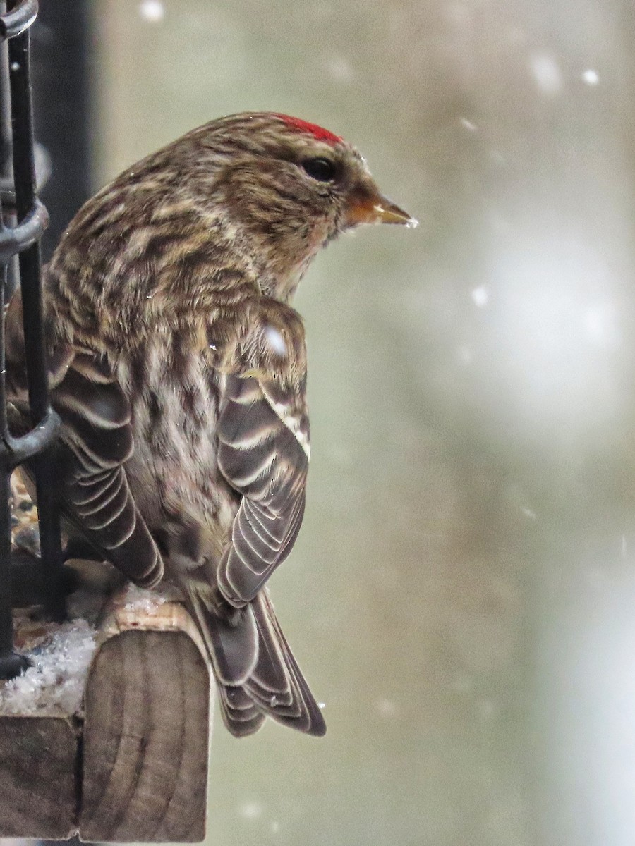 Redpoll (Common) - ML545424921
