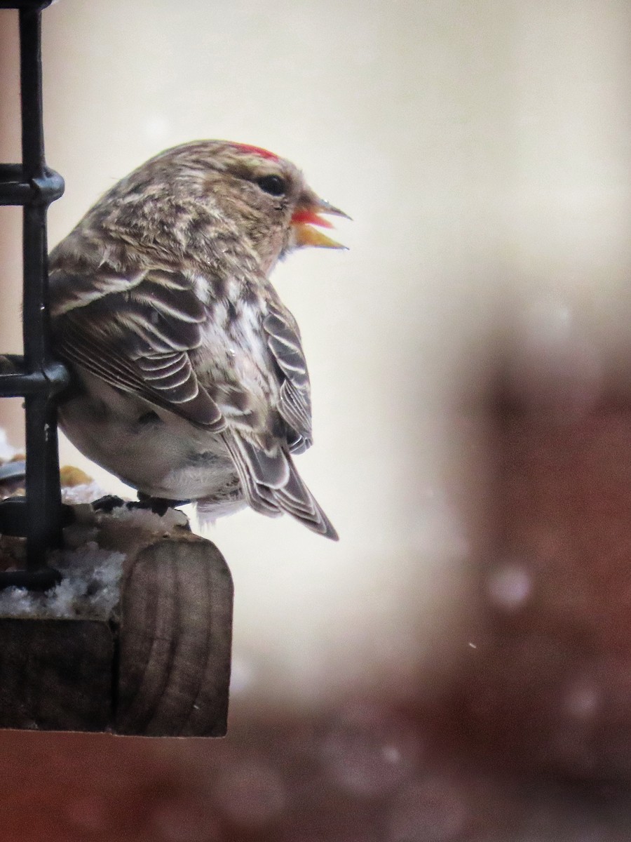 Redpoll (Common) - ML545424931