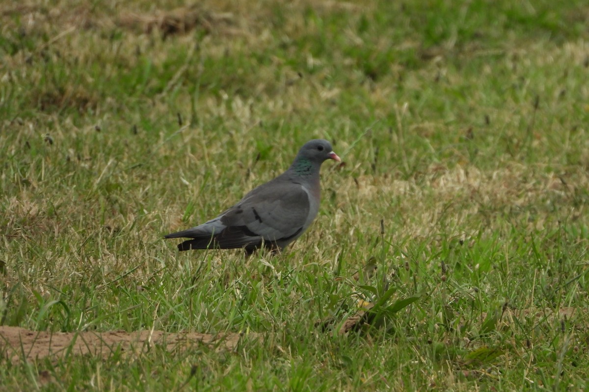 Stock Dove - ML545425081