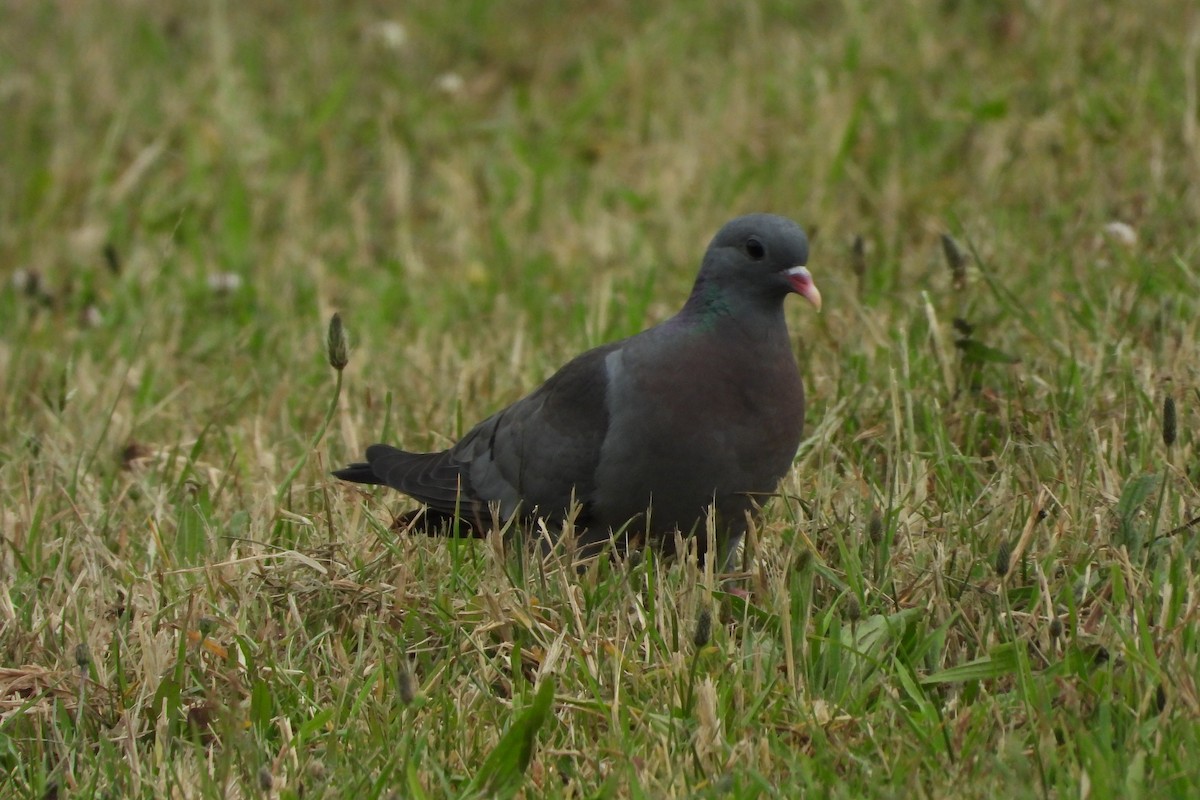 Stock Dove - ML545425131