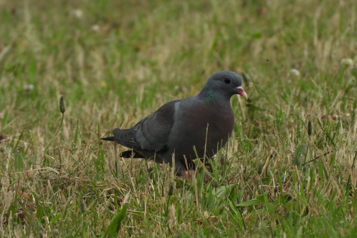 Stock Dove - ML545425231