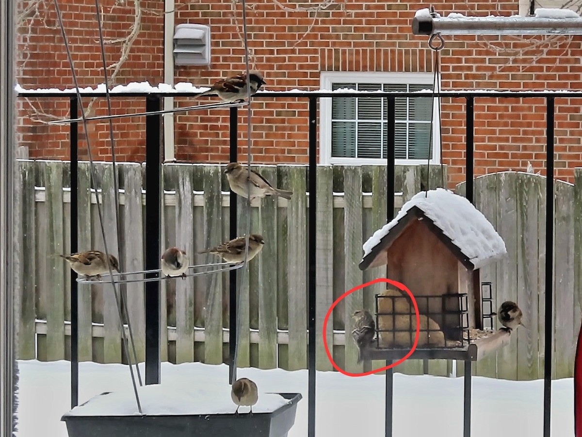 Redpoll (Common) - ML545426501