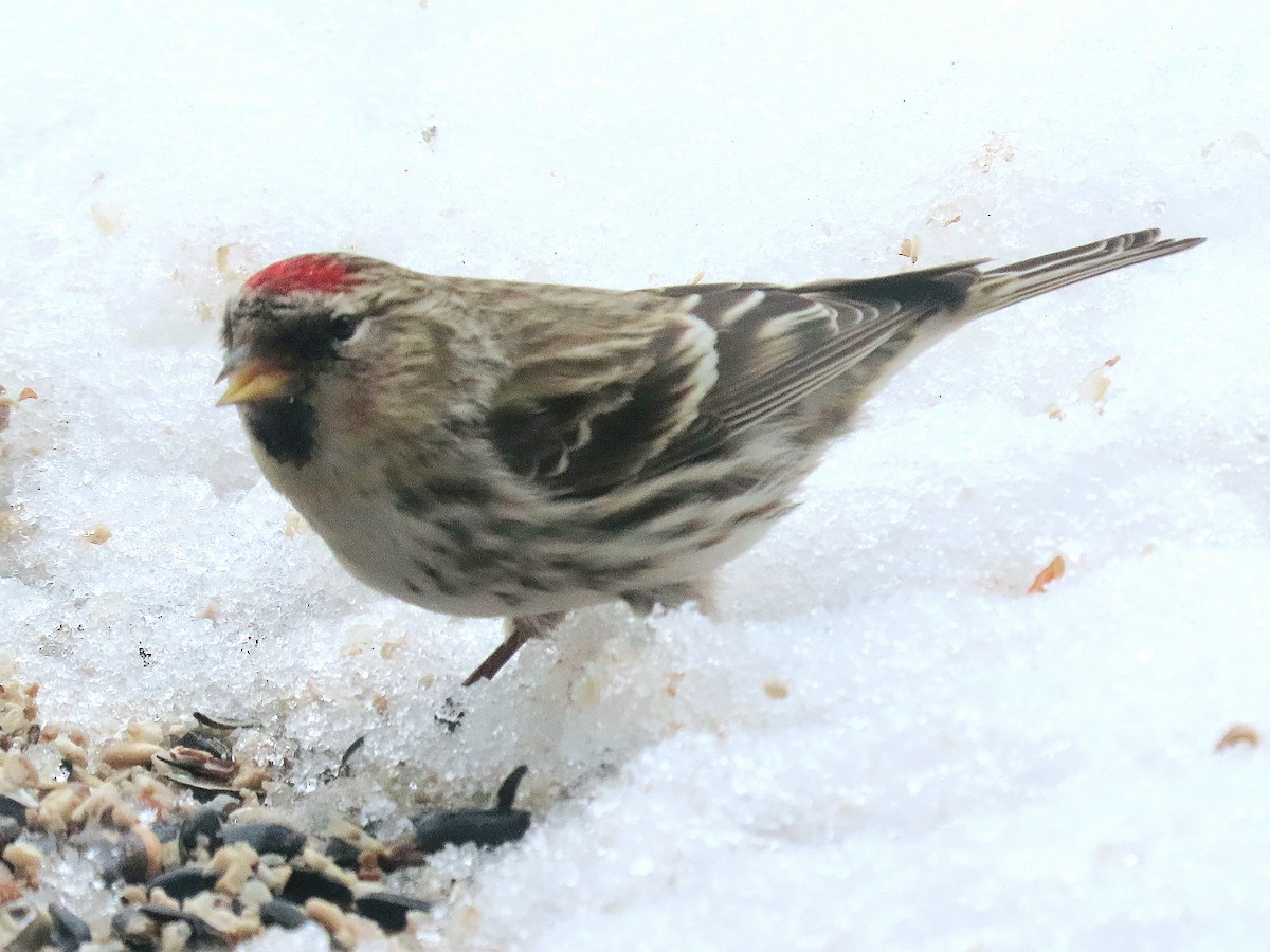 Redpoll (Common) - ML545427231