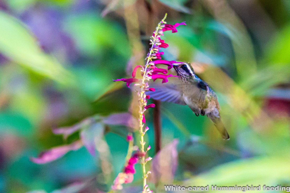 White-eared Hummingbird - A & A Powell