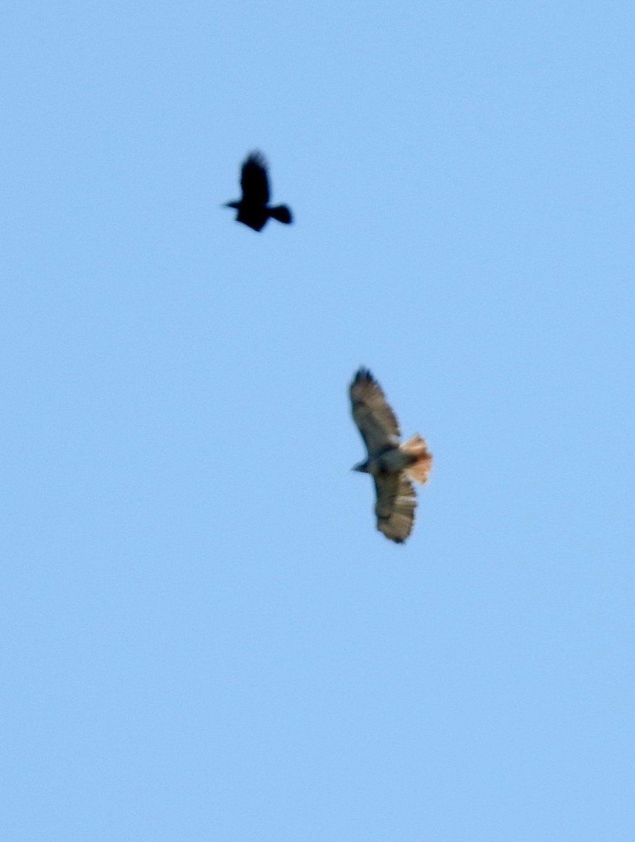 Red-tailed Hawk - ML545427331