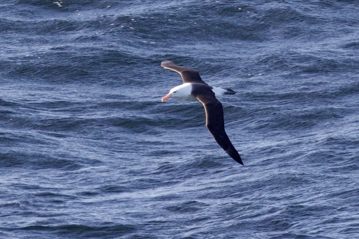 Black-browed Albatross - ML545427501