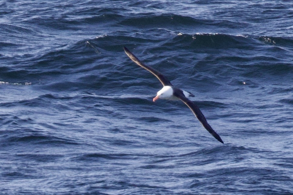 svartbrynalbatross - ML545427721