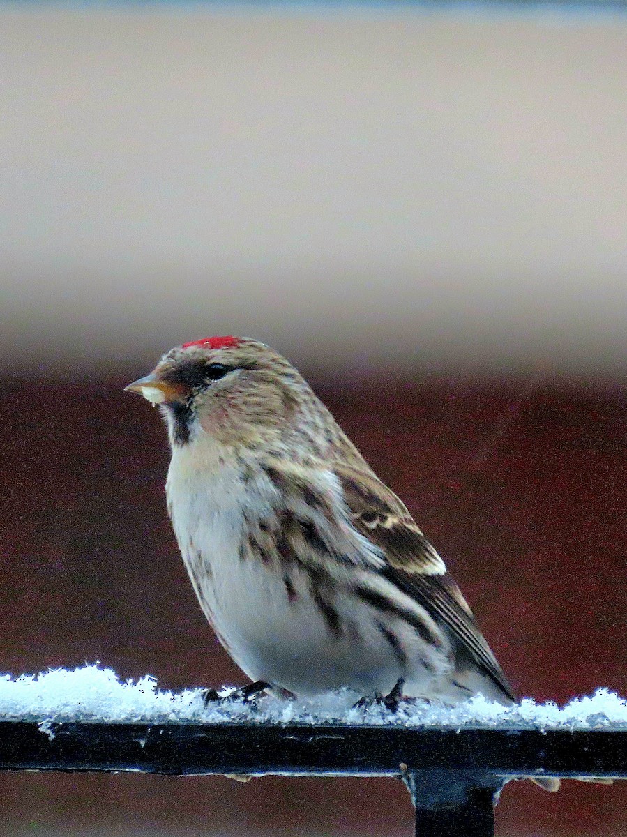 Redpoll (Common) - ML545427751