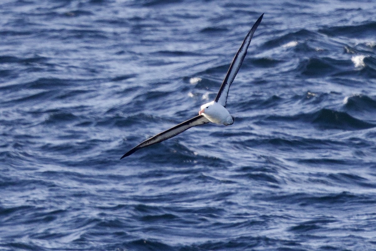 Black-browed Albatross - ML545428241