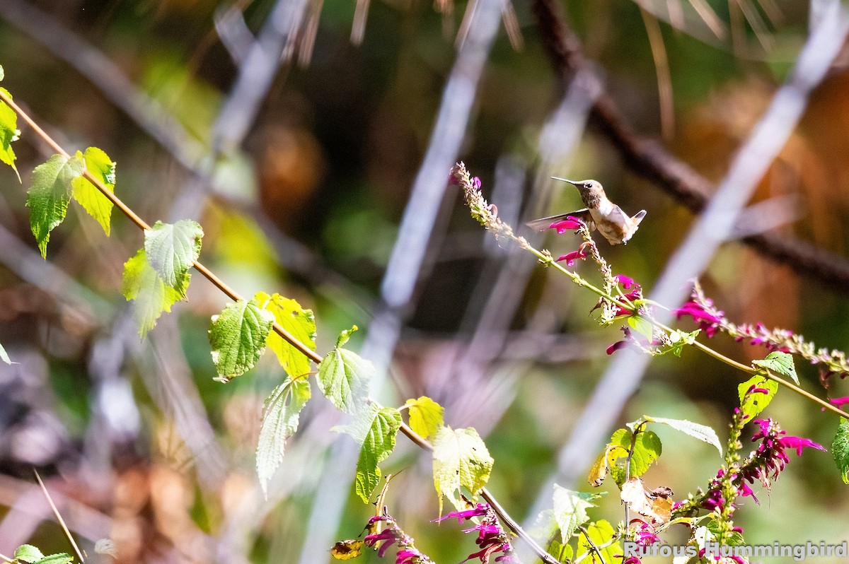 Rufous Hummingbird - ML545428361