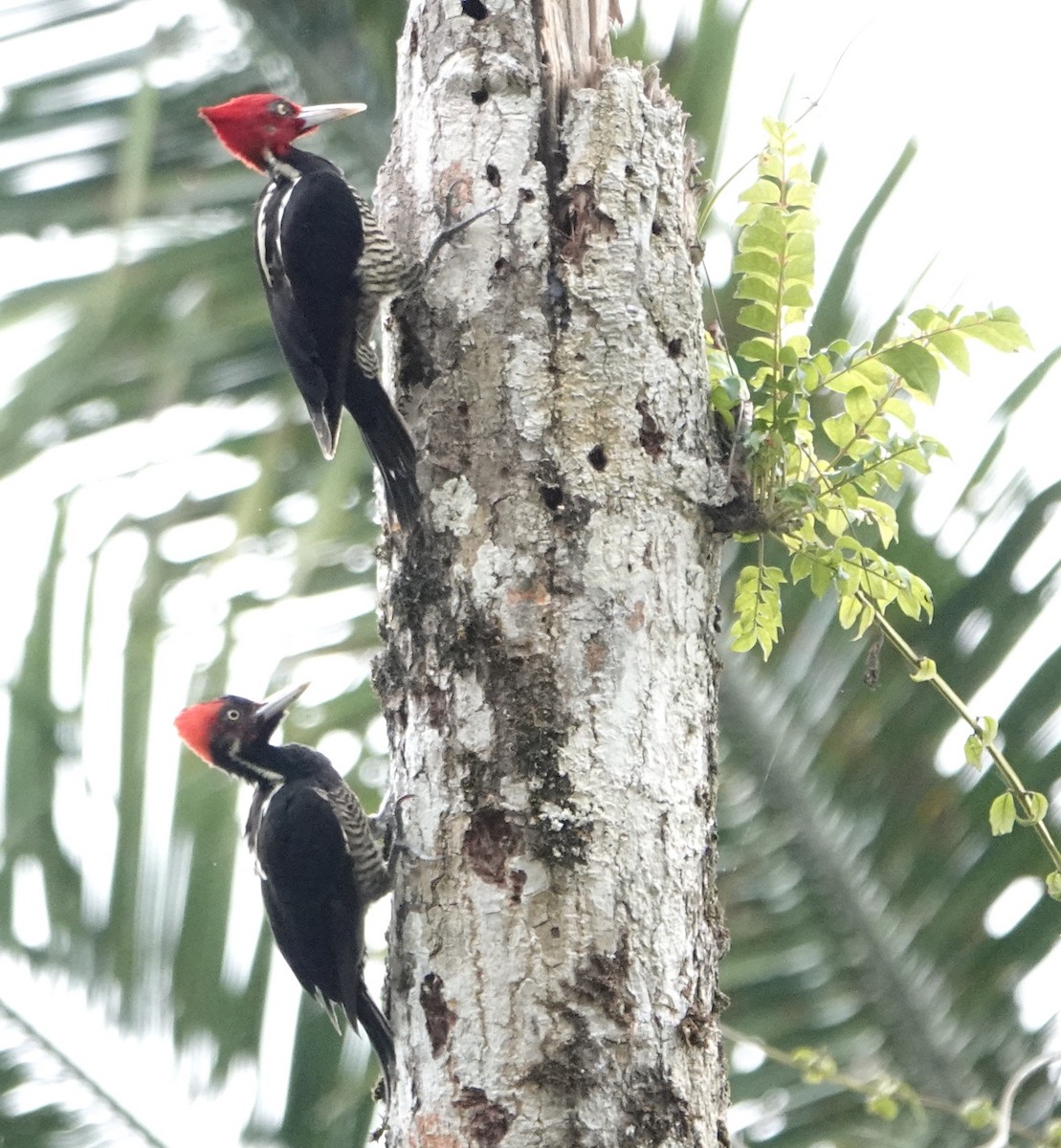 Pale-billed Woodpecker - Thomas Michel