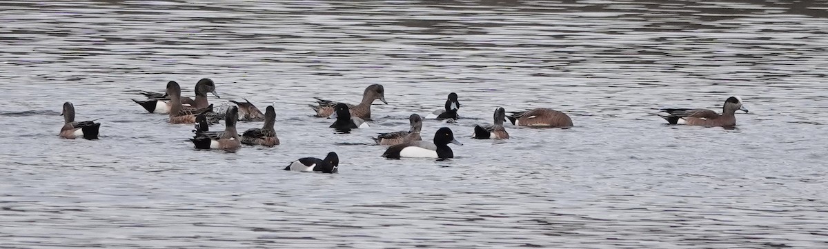 American Wigeon - Celeste Echlin