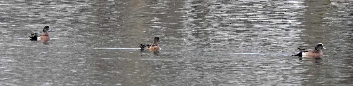 American Wigeon - ML545429801