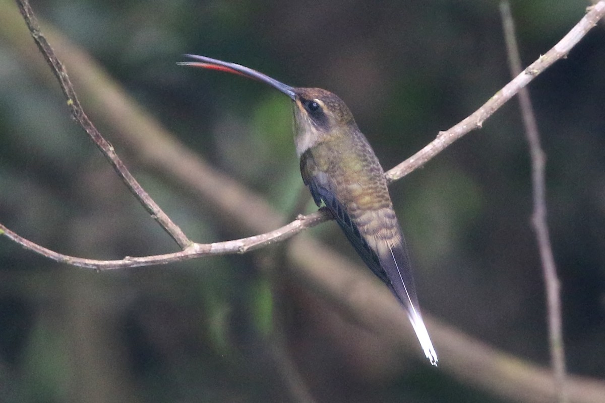 Long-tailed Hermit - ML545429891