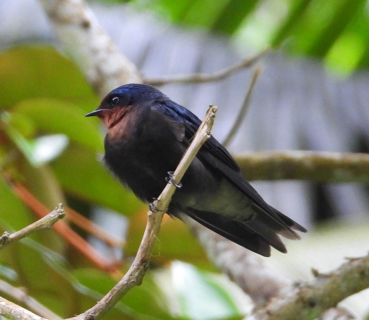 Golondrina del Pacífico - ML545430091