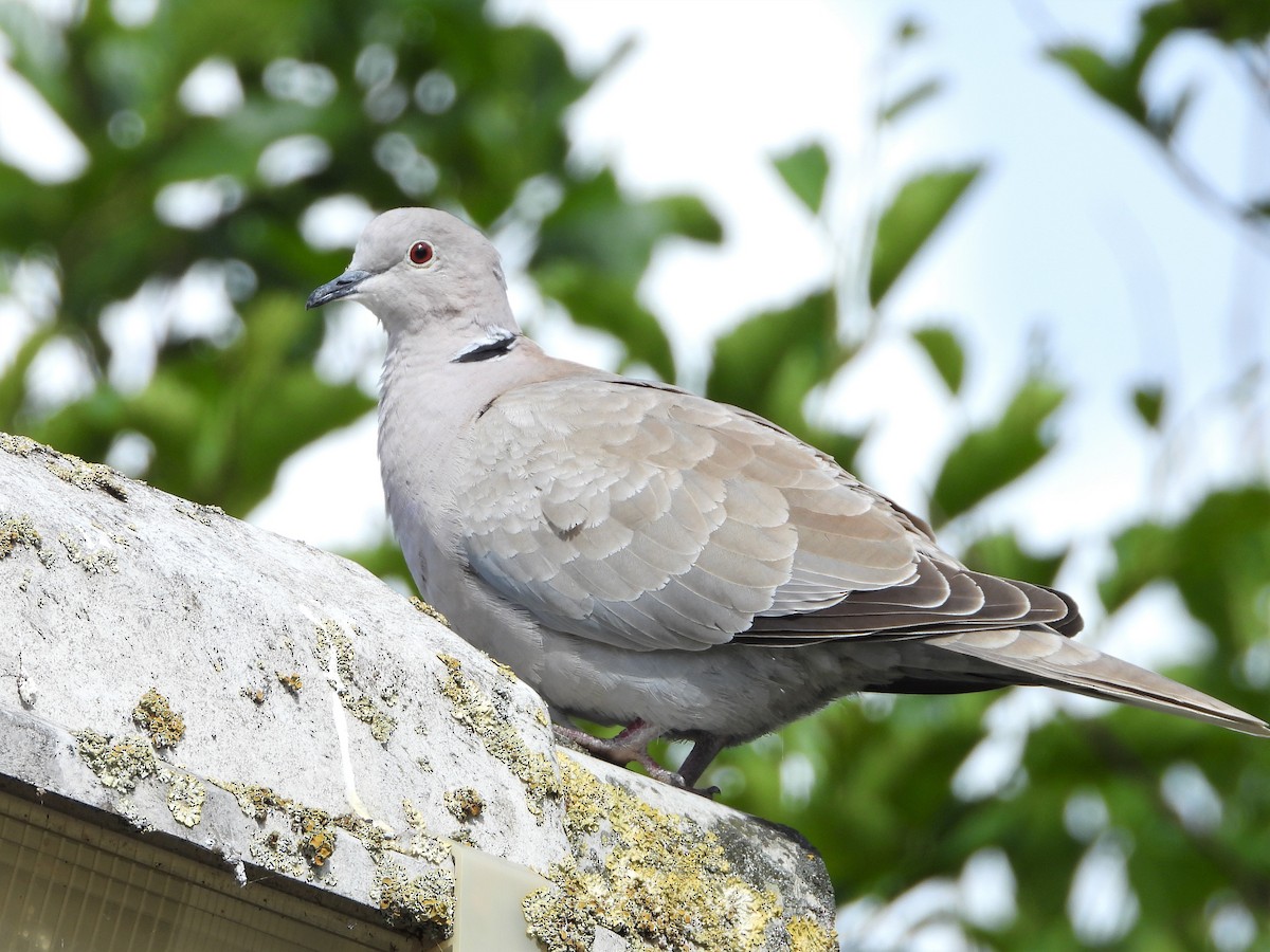 Eurasian Collared-Dove - ML545430231