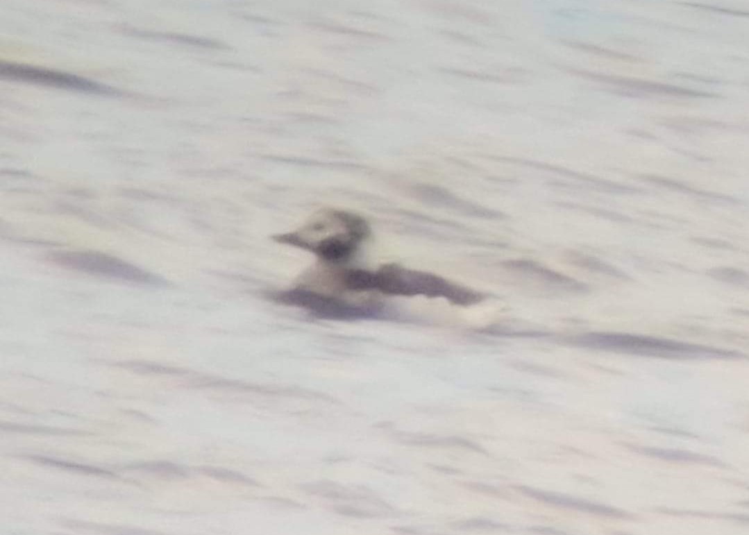 Long-tailed Duck - ML545430391