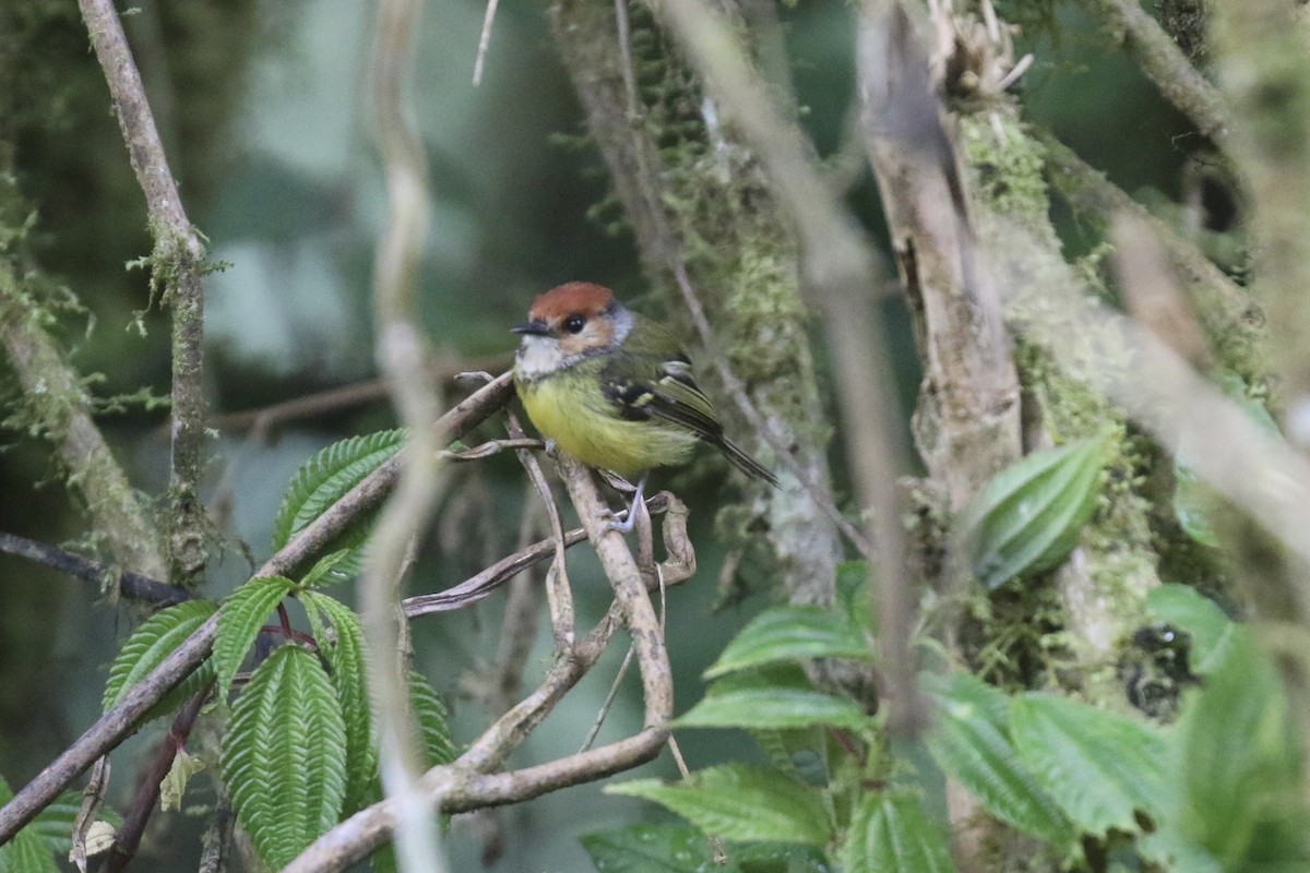 Rufous-crowned Tody-Flycatcher - ML545430401