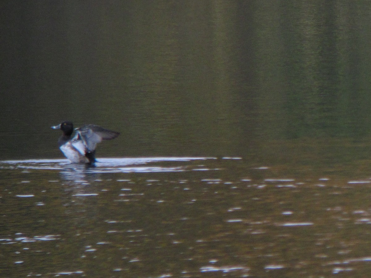 Ring-necked Duck - ML54543081