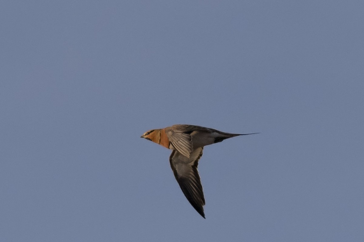 Pin-tailed Sandgrouse - ML545432851