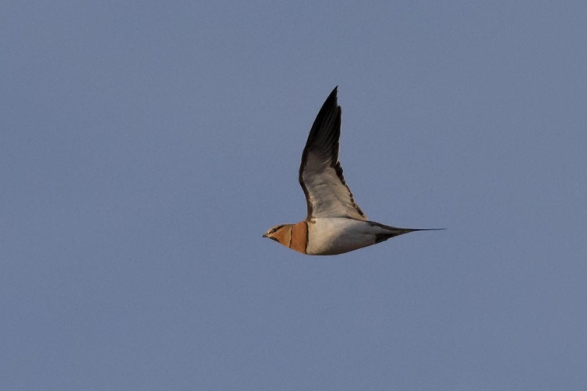 Pin-tailed Sandgrouse - ML545432861