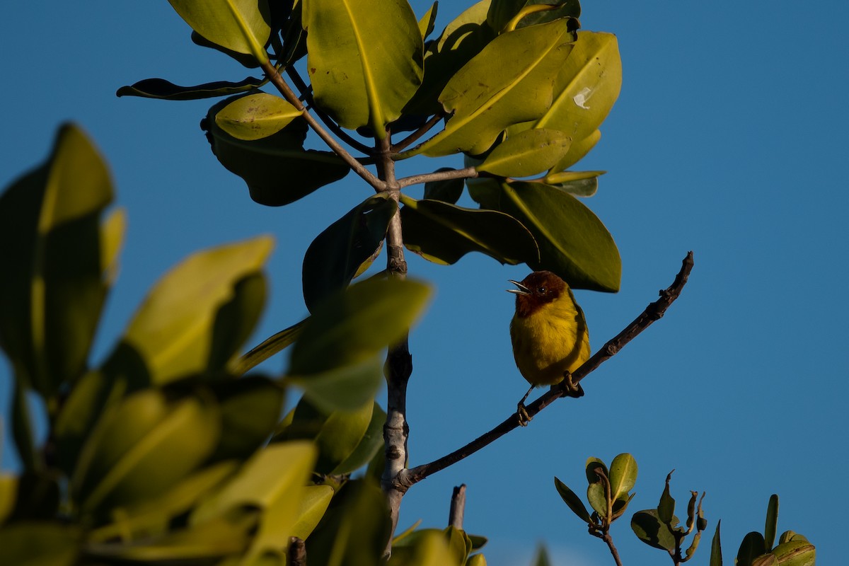 Yellow Warbler (Mangrove) - ML545433361