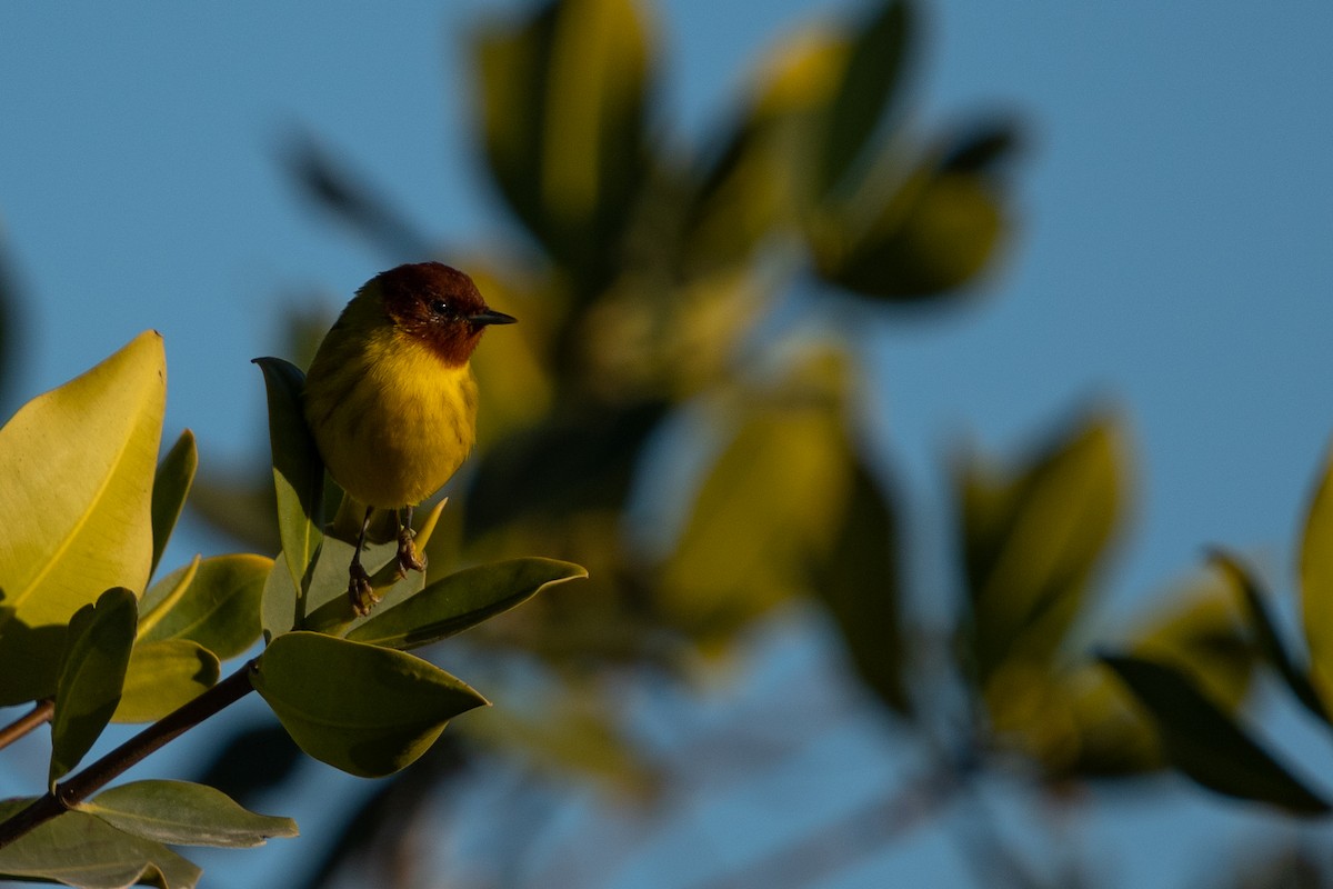 Yellow Warbler (Mangrove) - ML545433471