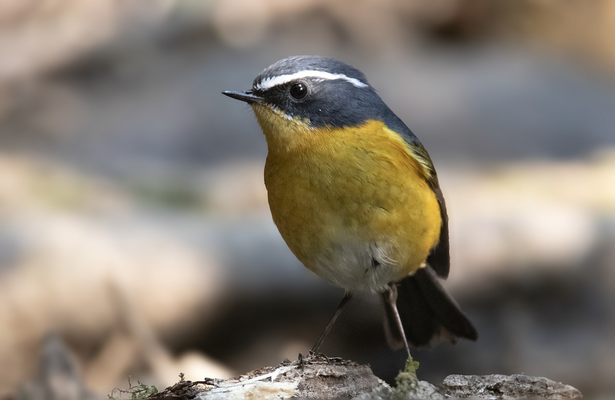 White-browed Bush-Robin - ML545433661