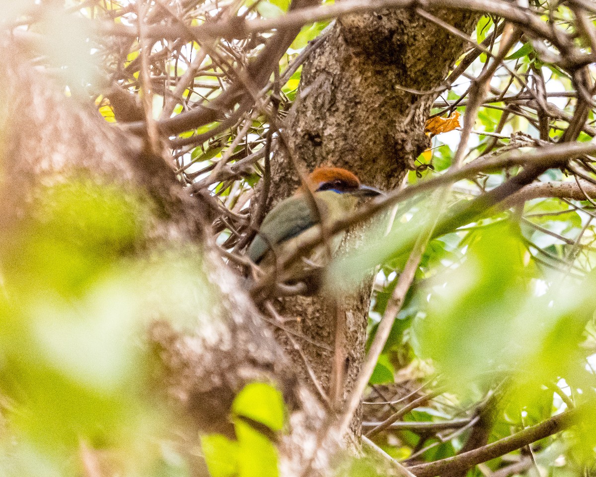 Russet-crowned Motmot - ML545433891