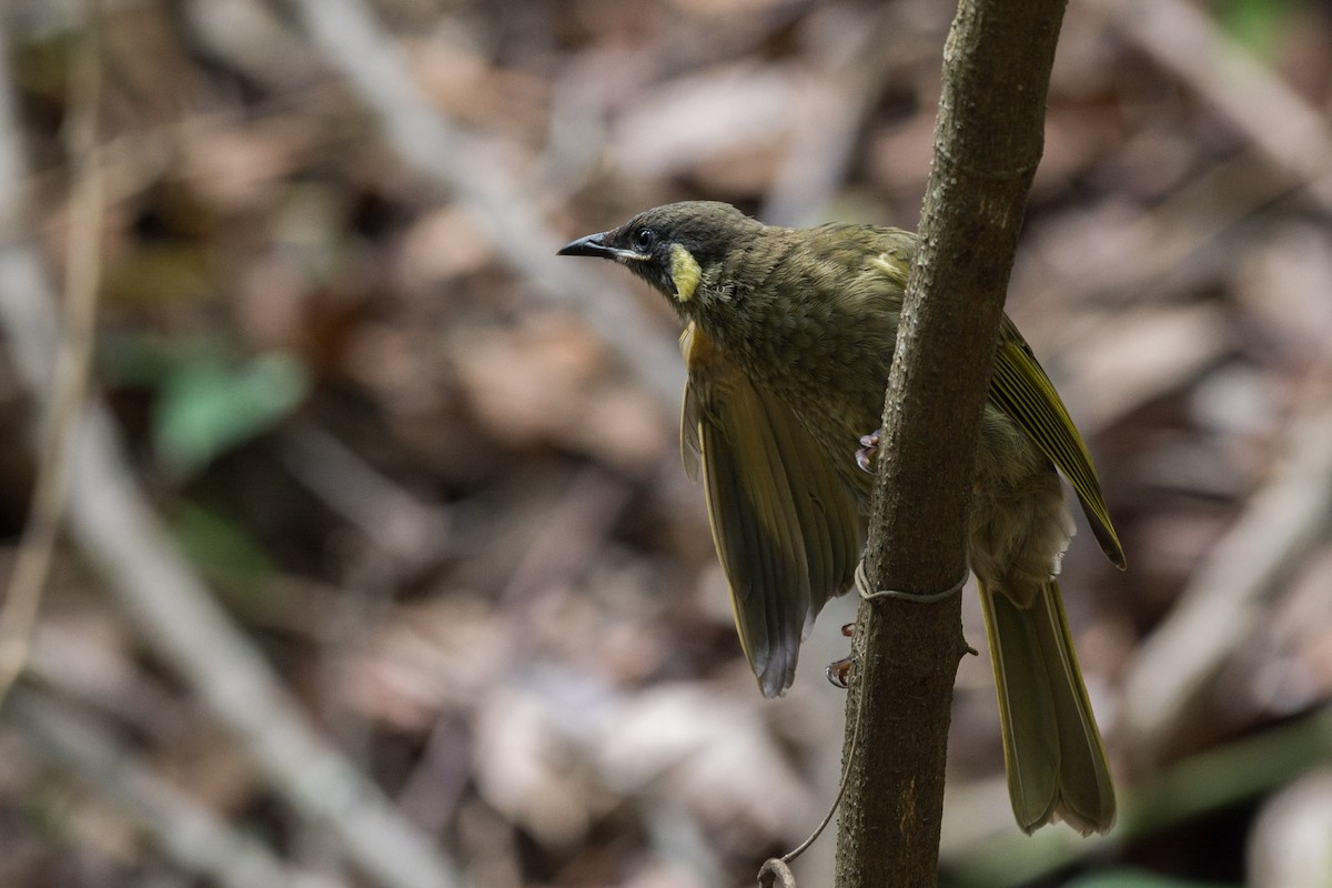 Lewin's Honeyeater - Delia Walker