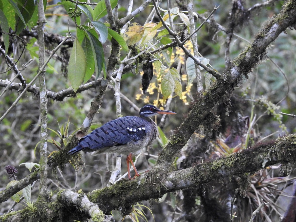 Sunbittern - ML545436791