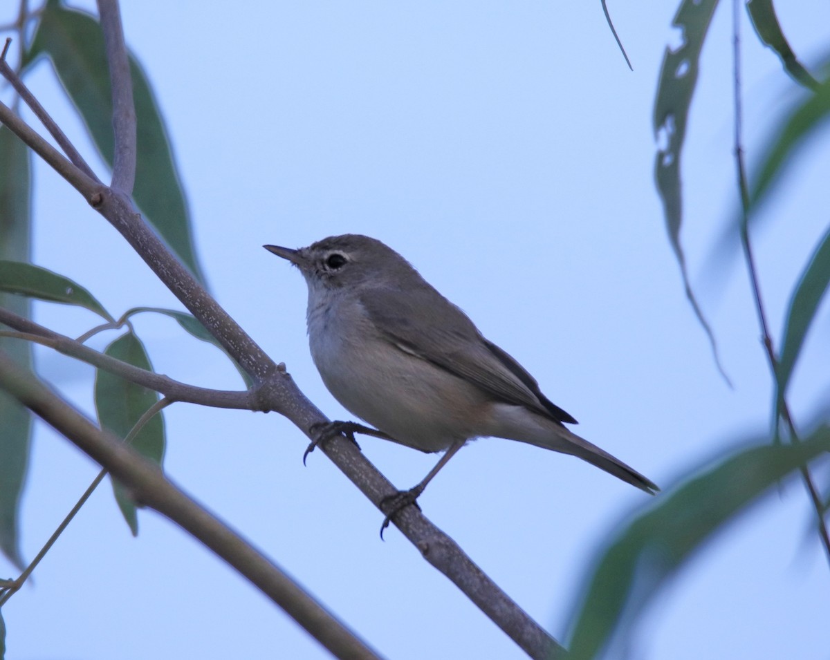 Booted Warbler - Praveen H N