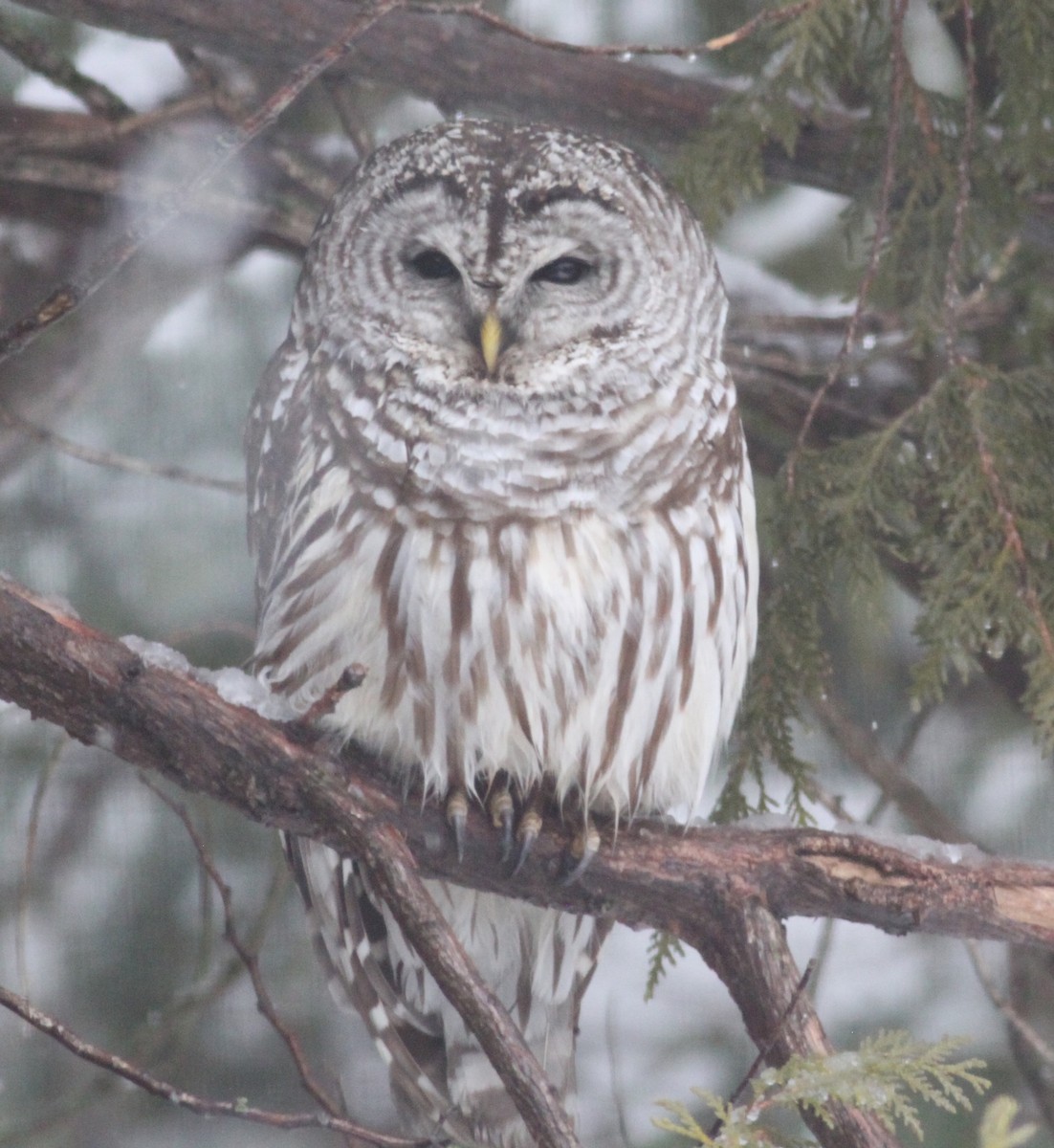 Barred Owl - ML545437381