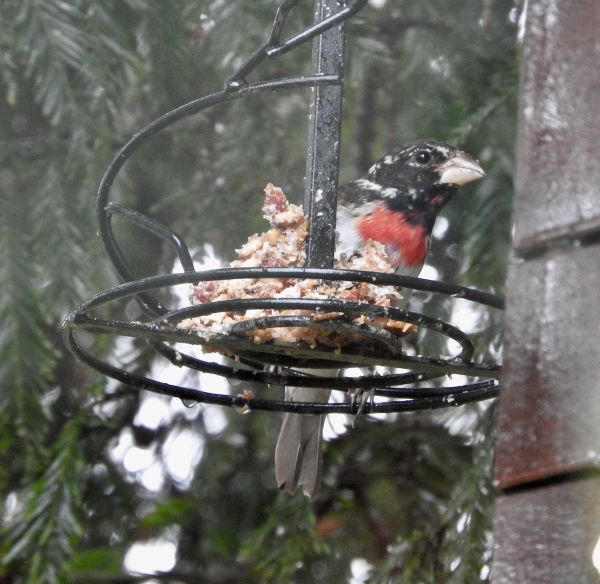 Cardinal à poitrine rose - ML545439541