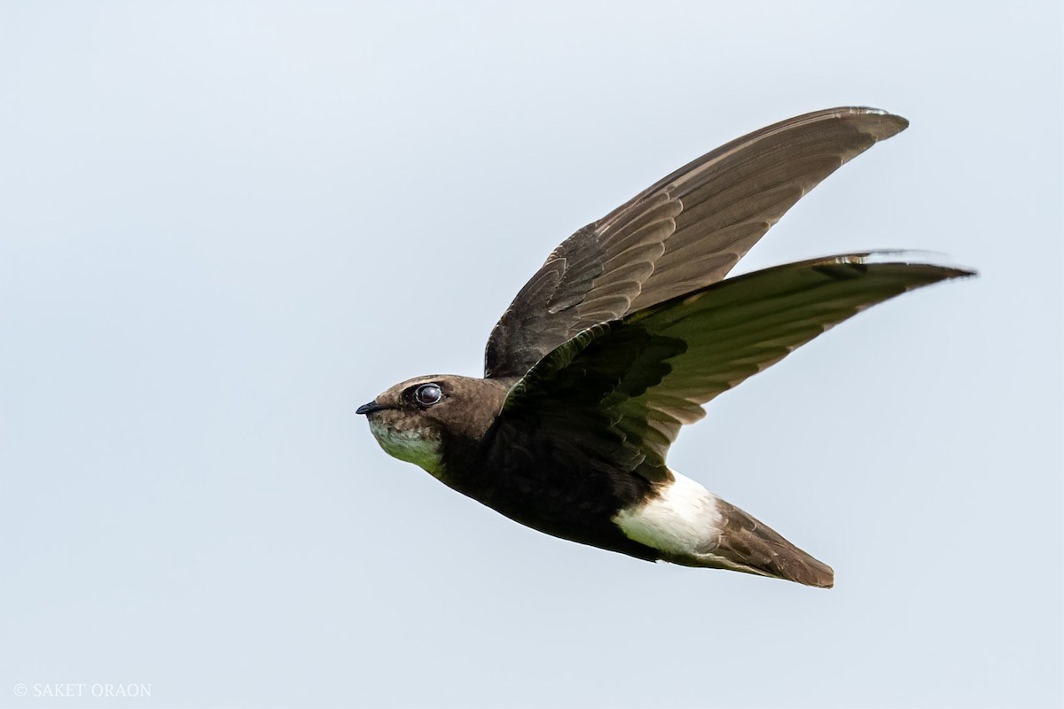 Little Swift - Saket Oraon