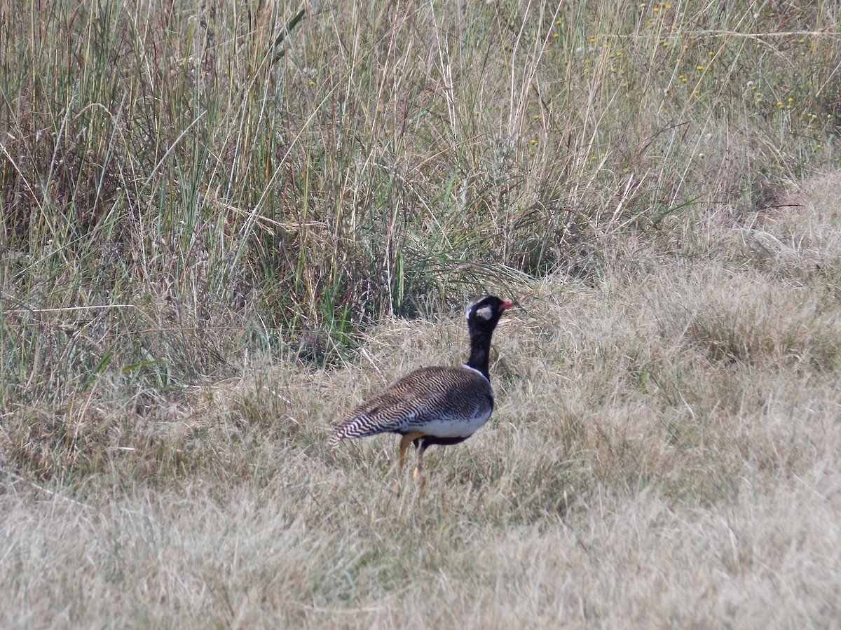 White-quilled Bustard - ML545440321