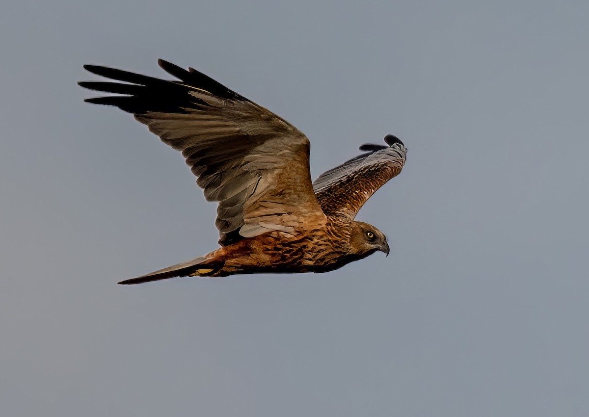 Western Marsh Harrier - ML545441121