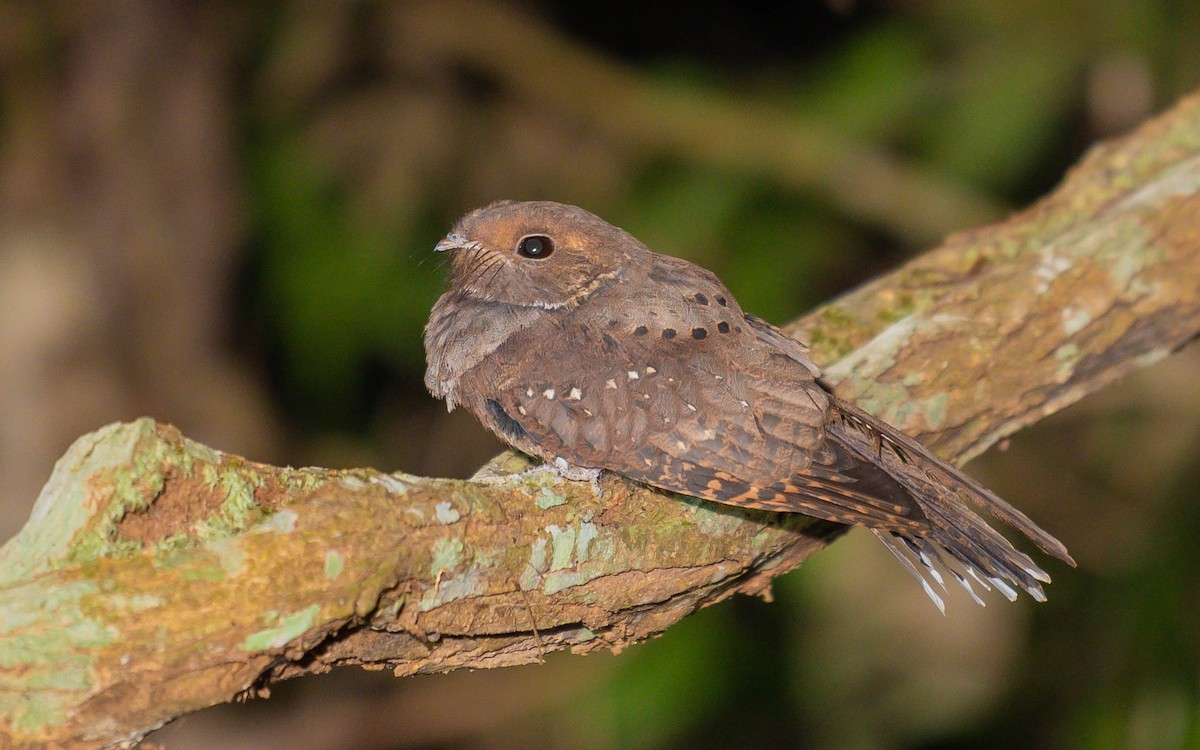 Ocellated Poorwill - Jean-Louis  Carlo