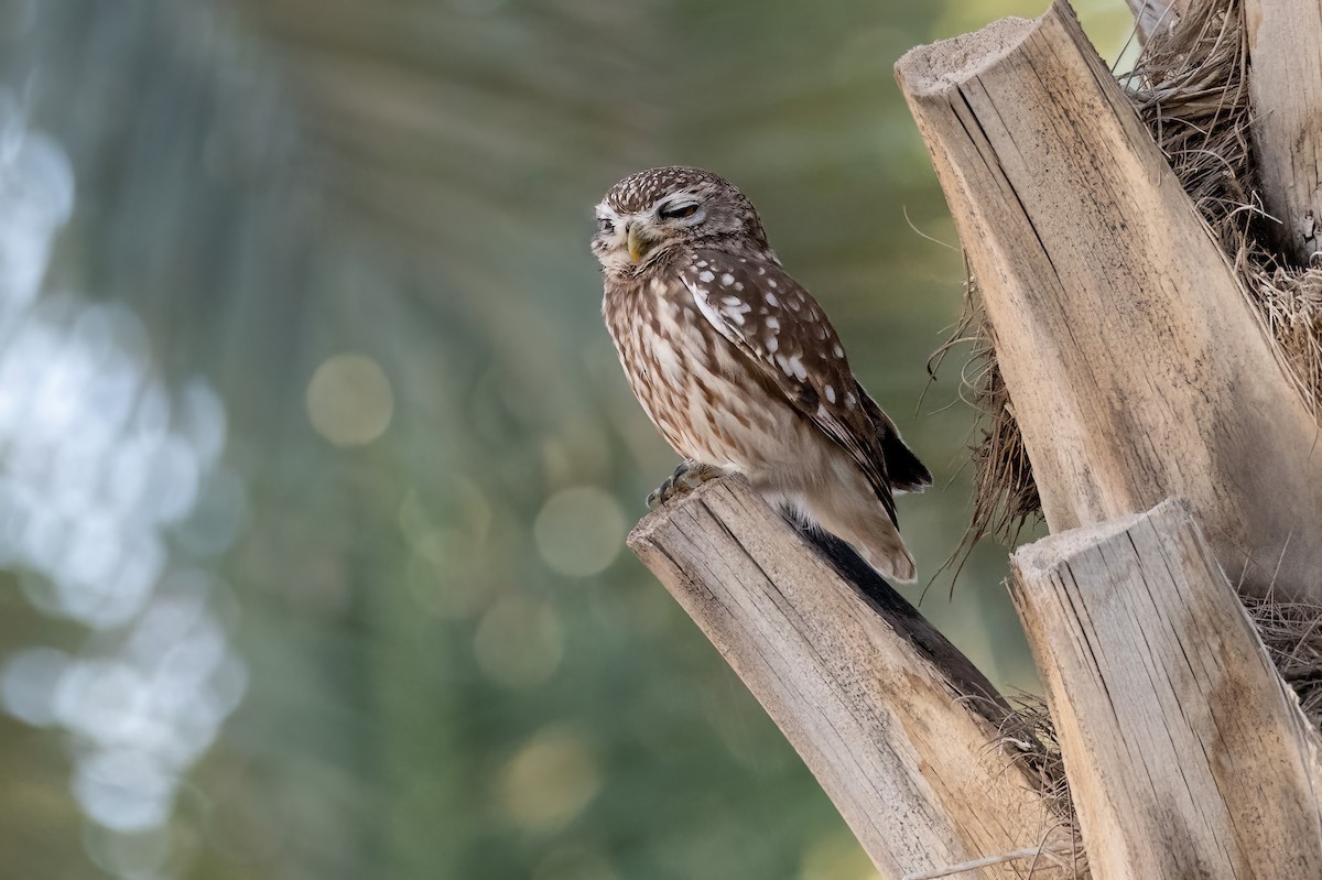Little Owl - Sveinung Hobberstad