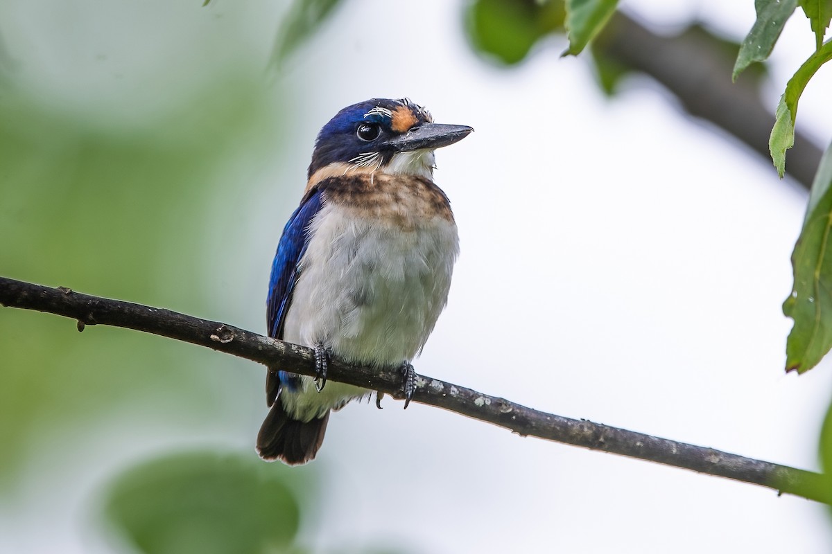 Blue-and-white Kingfisher - Ngoc Sam Thuong Dang